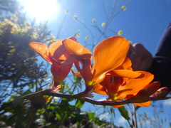 Tritonia deusta deusta