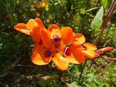 Tritonia deusta deusta