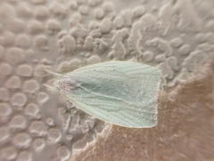 Nymphostola galactina