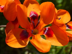 Tritonia deusta deusta