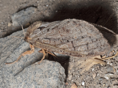 Oxycanus sphragidias