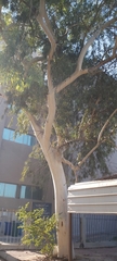 Eucalyptus camaldulensis