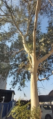 Eucalyptus camaldulensis