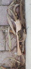 Eucalyptus camaldulensis