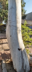 Eucalyptus camaldulensis
