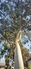 Eucalyptus camaldulensis
