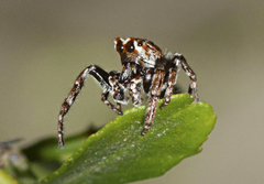 Paraphilaeus daemeli