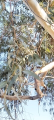Eucalyptus camaldulensis
