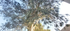 Eucalyptus camaldulensis