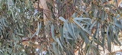 Eucalyptus camaldulensis