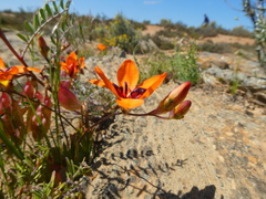 Tritonia deusta deusta