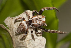 Paraphilaeus daemeli