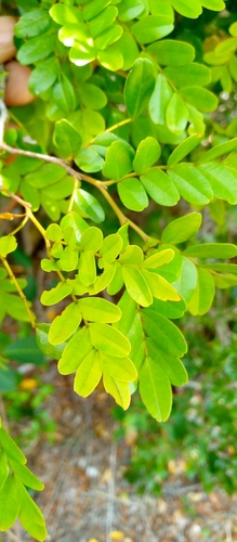 Eligmocarpus image