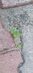 Malva parviflora
