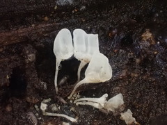 Physalacria australiensis