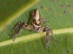 Cytaea alburna