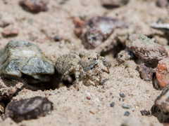 Aelurillus dubatolovi