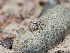 Aelurillus dubatolovi