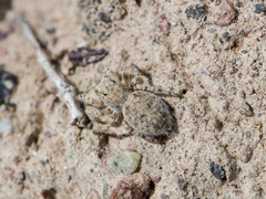 Aelurillus dubatolovi