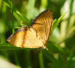 Chrysolarentia