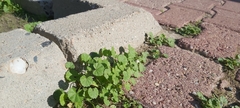 Malva parviflora