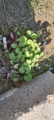Malva parviflora