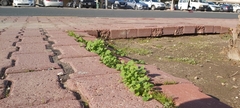 Malva parviflora