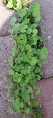 Malva parviflora