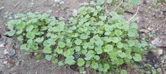 Malva parviflora