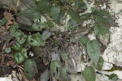 Omphalodes cappadocica