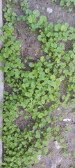 Malva parviflora