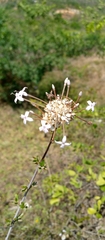 Carphalea madagascariensis