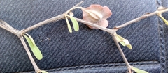 Terminalia