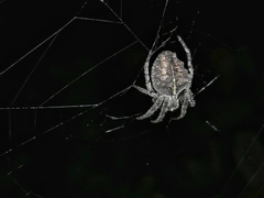 Parawixia audax