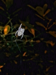 Parawixia audax