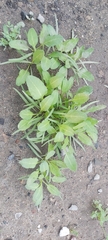 Rumex spinosus