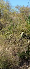 Terminalia
