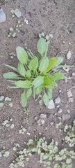 Rumex spinosus