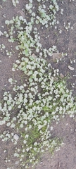 Malva parviflora