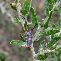 Ancita antennata