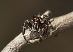 Sandalodes bipenicillatus