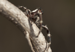 Sandalodes bipenicillatus