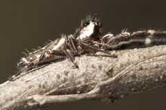 Sandalodes bipenicillatus