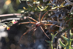 Corasoides