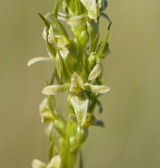 Prasophyllum morganii