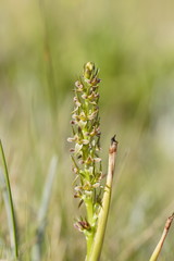 Prasophyllum morganii
