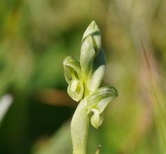 Pterostylis crassicaulis