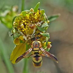 Euodynerus hidalgo viereckii