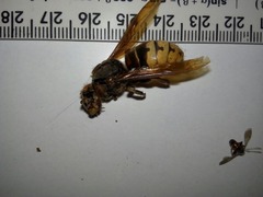 Vespa crabro