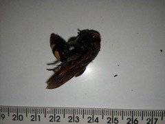 Megascolia maculata maculata